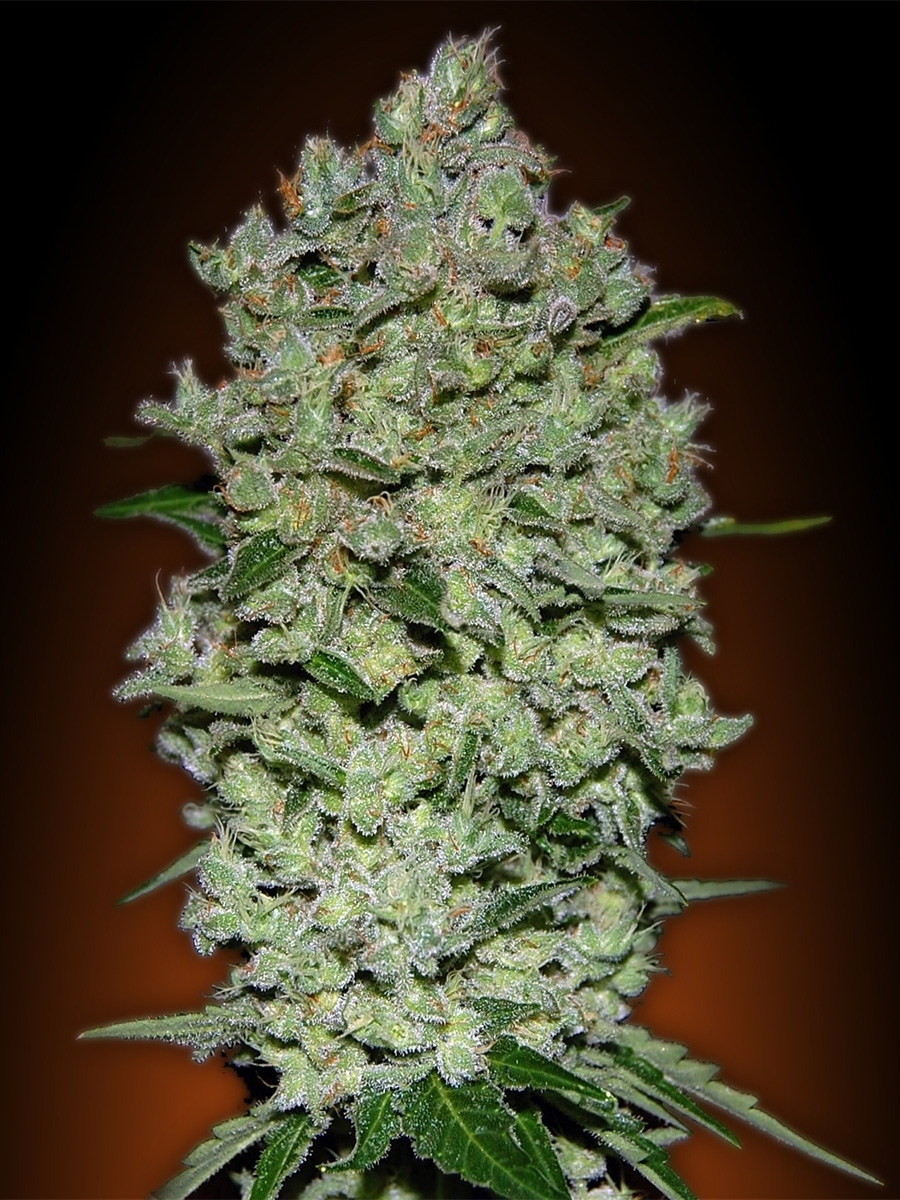 Advanced Seeds - Auto Bio Diesel Mass (auto/fem.)