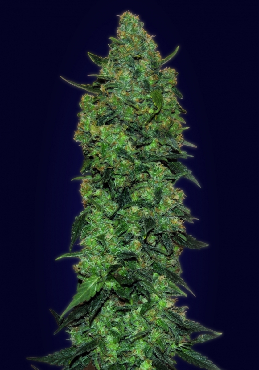 Advanced Seeds - Auto Skunk Mass (auto/fem.)