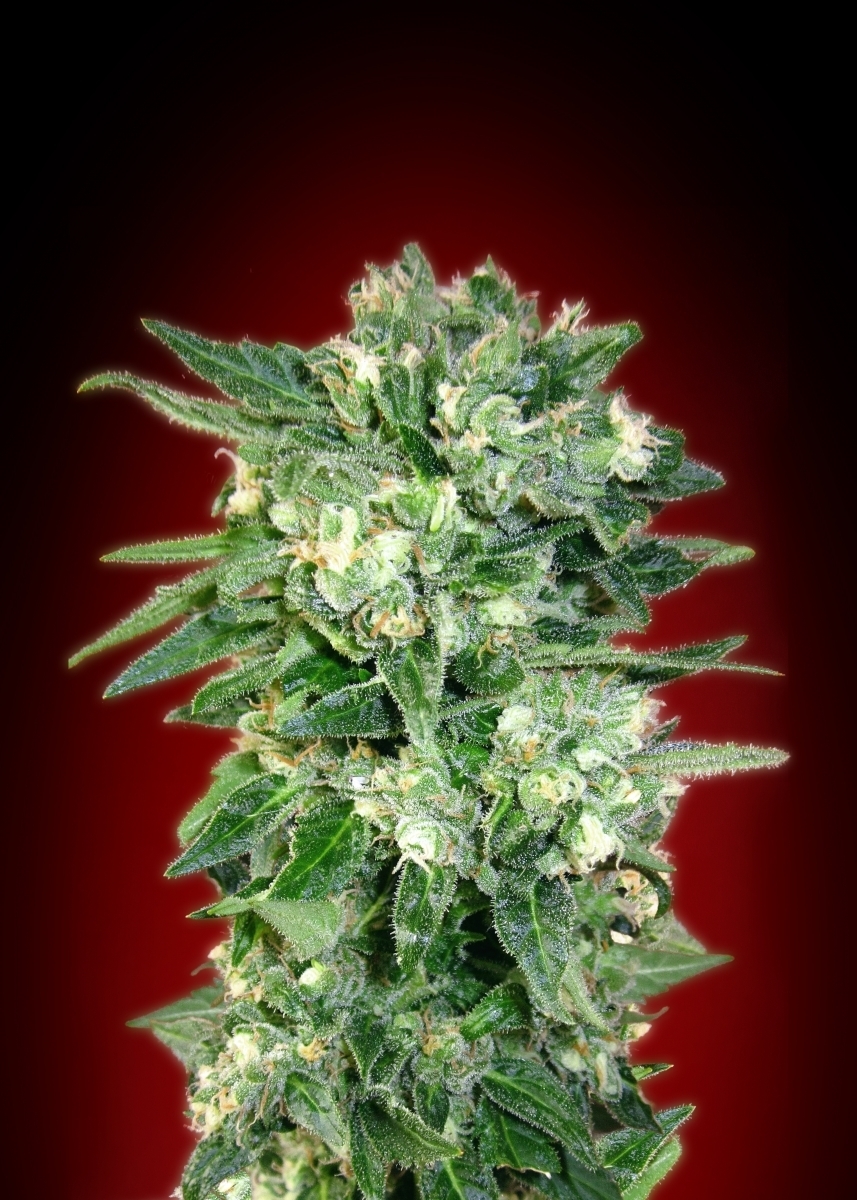 Advanced Seeds - Auto Kaya 47 (auto/fem.)