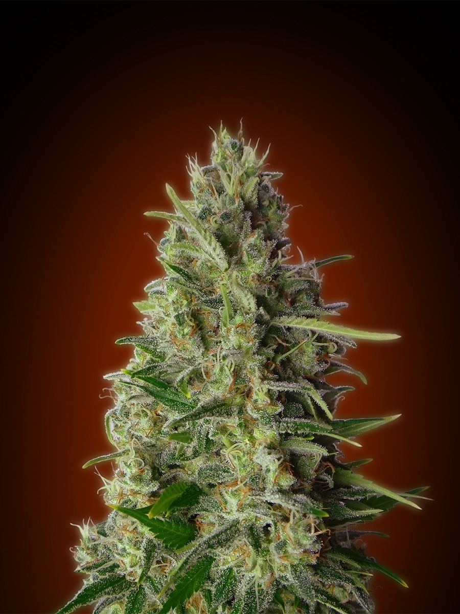 Advanced Seeds - Kali 47 (fem.)