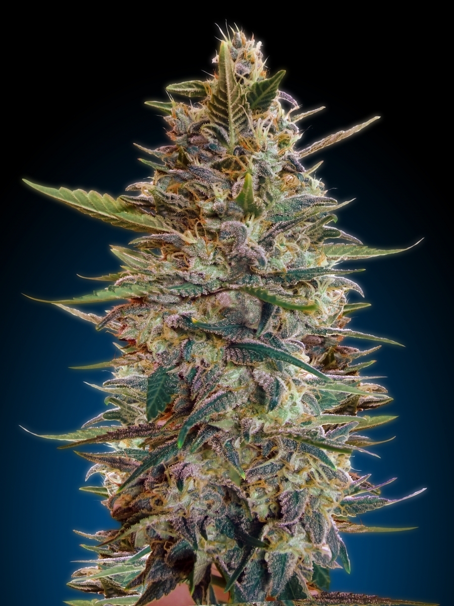 Advanced Seeds - Auto Blue Diesel (auto/fem.)