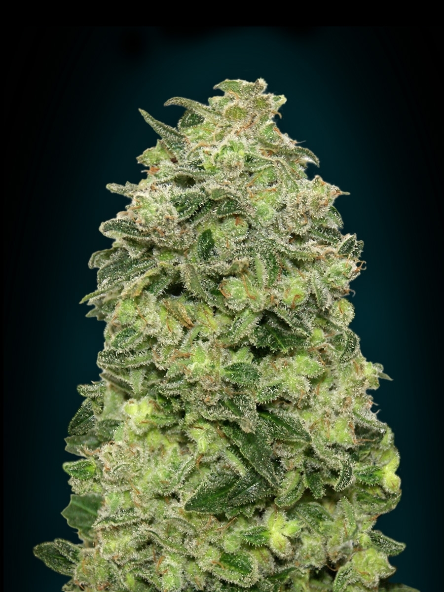 Advanced Seeds - Auto Afghan Skunk (auto/fem.)