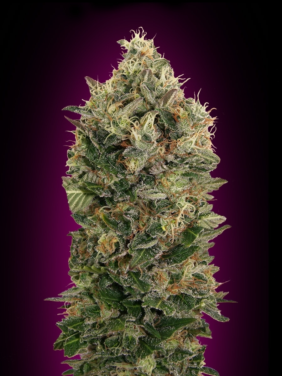 Advanced Seeds - Auto Black Diesel (auto/fem.)