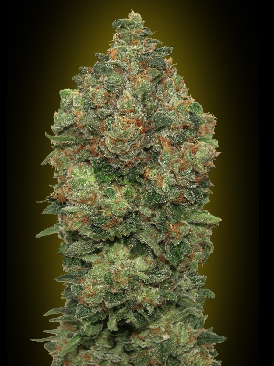 Advanced Seeds - Auto Critical Soma (auto/fem.)