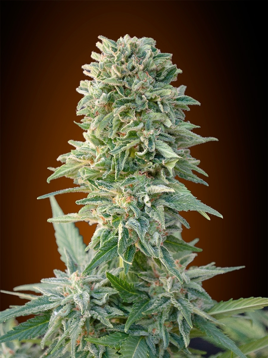 Advanced Seeds - Auto Jack Herer (auto/fem.)
