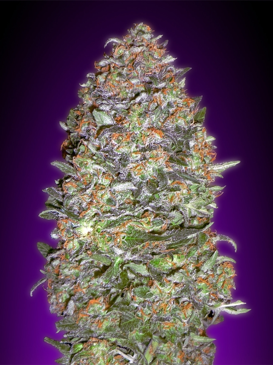 Advanced Seeds - Auto NYC Diesel (auto/fem.)
