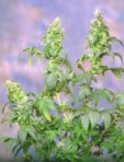 Sagarmatha Seeds - Yumbolt (fem.) 03978
