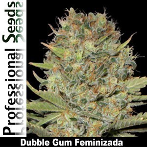 Professional Seeds - Dubble Gum (fem.) 03426