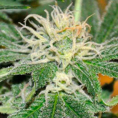 Nirvana Seeds - Eldorado (fem.) 03314