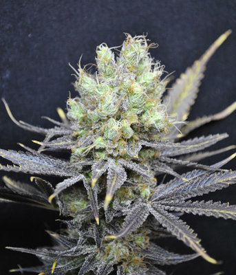 CBD Crew - CBD Nordle (fem.) 00037