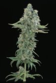 Sagarmatha Seeds - Matanuska Mint (fem.) 03990