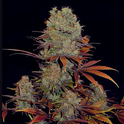 VIP Seeds - Landysh (fem.) 04783
