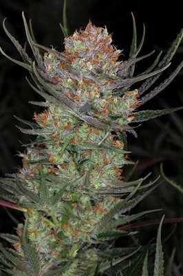 TGA Subcool Seeds - Brian Berry Cough (reg.) 04397