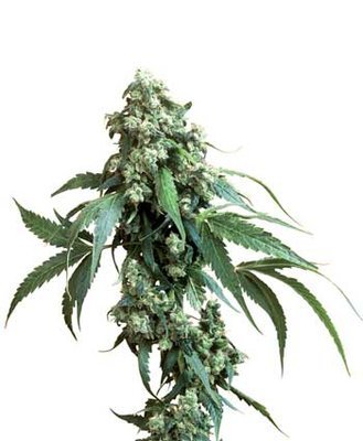 Sensi Seeds - Jack Flash ® (reg.) 03945