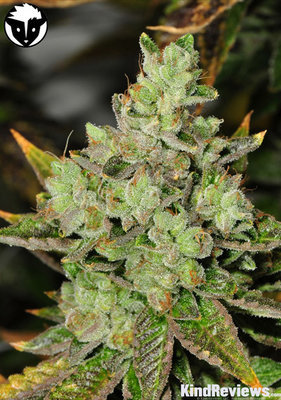 Rare Dankness - Venom OG (reg.) 04570