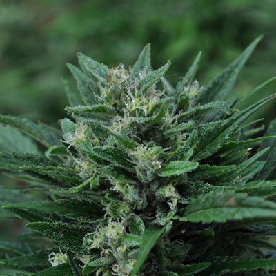 Mr. Nice Seeds - The Stones (reg.) 04605