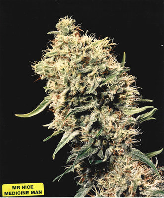 Mr. Nice Seeds - Medicine Man (reg.) 04587