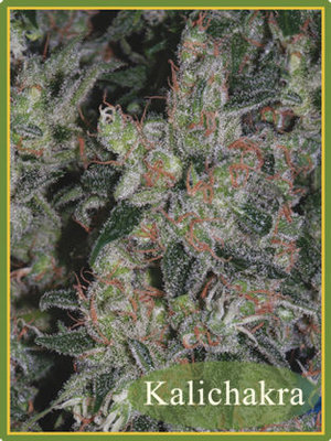 Mandala Seeds - Kalichakra (reg.) 05005