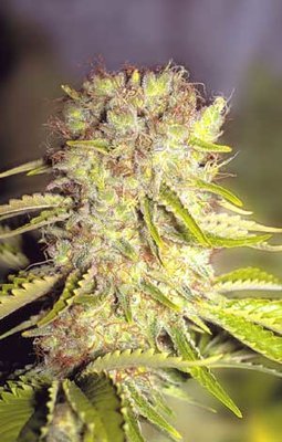 The Flying Dutchmen - Dutchmen’s Royal Orange (reg.) 01833