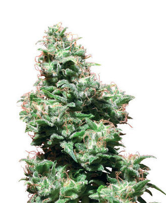 White Label Seeds - Kali Haze (reg.) 04505