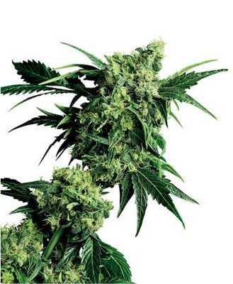 Sensi Seeds - Mr. Nice G13 x Hash Plant ® (reg.) 03950