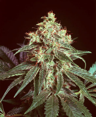 Mr. Nice Seeds - Devil (reg.) 04577
