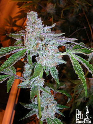 The Cali Connection - Tahoe OG Kush (reg.) 🏆 03444