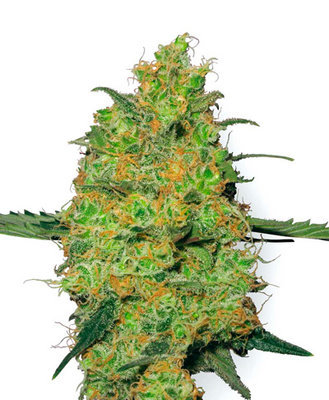 White Label Seeds - Master Kush (reg.) 03094