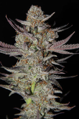 TGA Subcool Seeds - Marionberry Kush (reg.) 04422