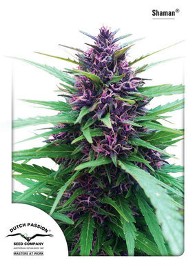 Dutch Passion - Shaman (reg.) 03585