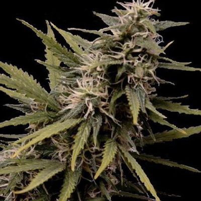 Seedsman - Nemesis (fem.) 00111