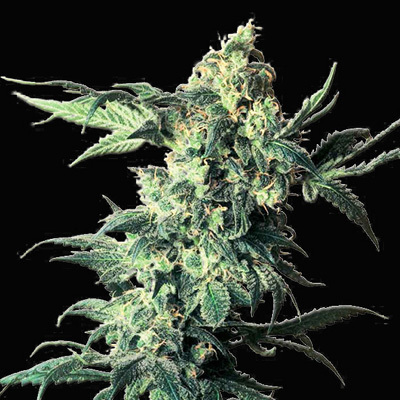 VIP Seeds - Nothern VIP (fem.) 04786