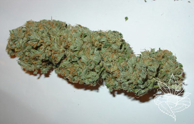 Homegrown Fantaseeds - Big Bud (fem.) 04458