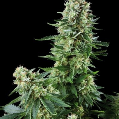 Amaranta Seeds - Amaranta White Widow (fem.) 01074