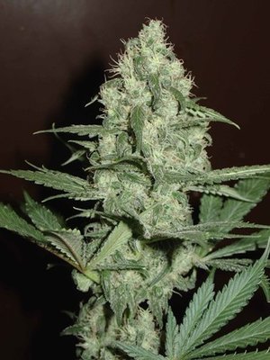 Homegrown Fantaseeds - Homegrown Cheese (fem.) 02669