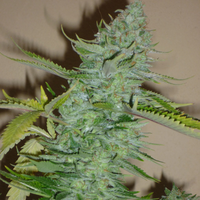 Original Sensible Seeds - Skunk Afghani (fem.) 00103