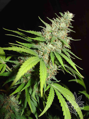 Homegrown Fantaseeds - Top 44 (fem.) 04445