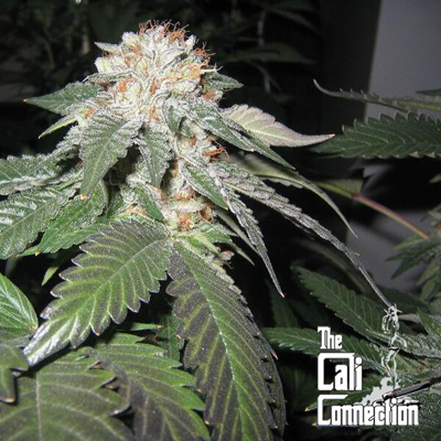 The Cali Connection - Julius Caesar (reg.) 🇺🇸 05393