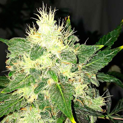 Nirvana Seeds - OG Kush Auto (auto/fem.) 03326