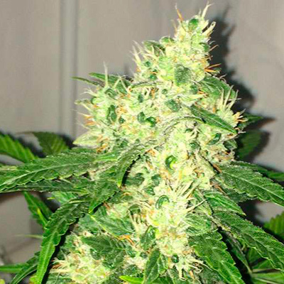 Nirvana Seeds - Swiss Cheese Auto (auto/fem.) 03327