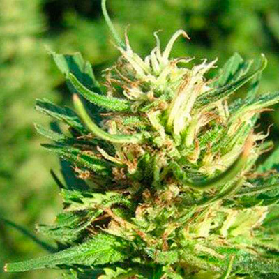Nirvana Seeds - Super Skunk (reg.) 03299