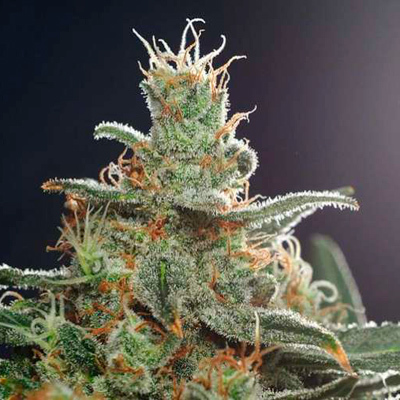 Nirvana Seeds - White Castle (reg.) 03307