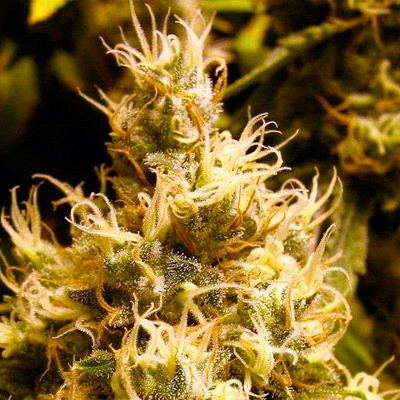Nirvana Seeds - Wonder Woman (reg.) 03313