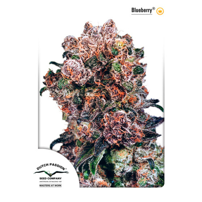 Dutch Passion - Blueberry (reg.) 03553