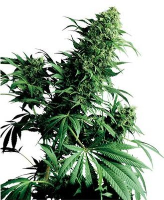 Sensi Seeds - Shiva Shanti ® (reg.) 03924