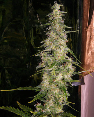 Mr. Nice Seeds - La Niña (reg.) 04583