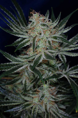 TGA Subcool Seeds - Jack the Ripper (reg.) 04414