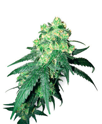 White Label Seeds - White Label Rhino (reg.) 03114