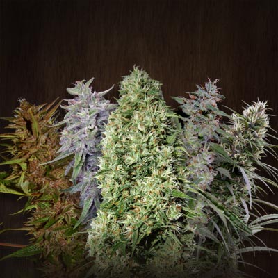 Ace Seeds - Ace Mix (коллекция регулярных семян конопли ) 02798