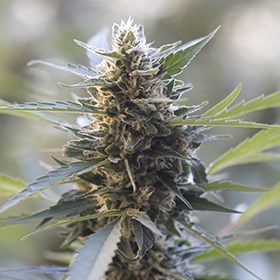 G13 Labs Seeds - Northern Light x Skunk (fem.) 03459